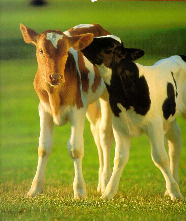 Two Holstein Calves | Glad A Reed Company, Sales Agents for Animal nutrition and health products.
