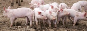 a dozen Piglets standing in a group | Gladwin A Read provides nutritional supplements for pig farmers